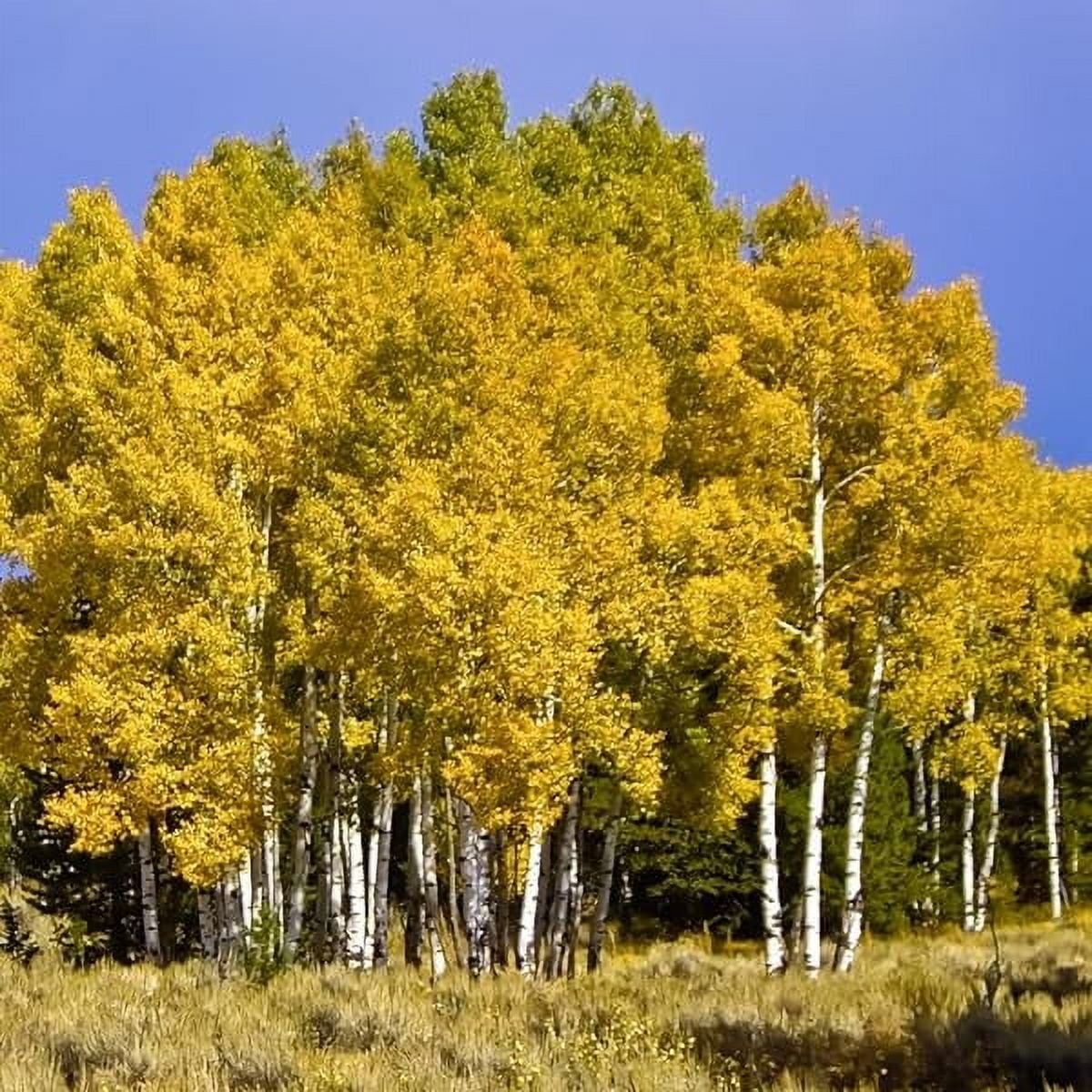 3 Quaking Aspen Live Plant Trees, 8 to 16 Inches Tall Live Aspen Plant Potted Seedlings