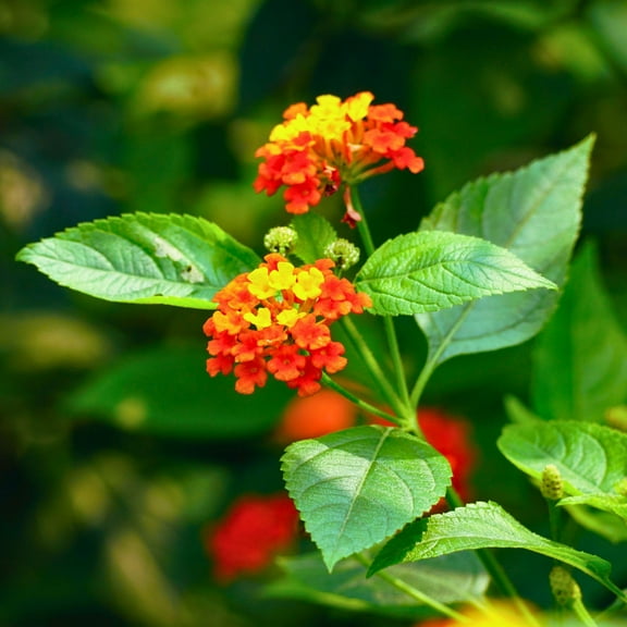 3 Radiation Lantana Bushes, Live Plants (Lantana Camara 'Radiation') – Vibrant Orange-Red Blooms, Thriving in 2.5" Nursery Cubes