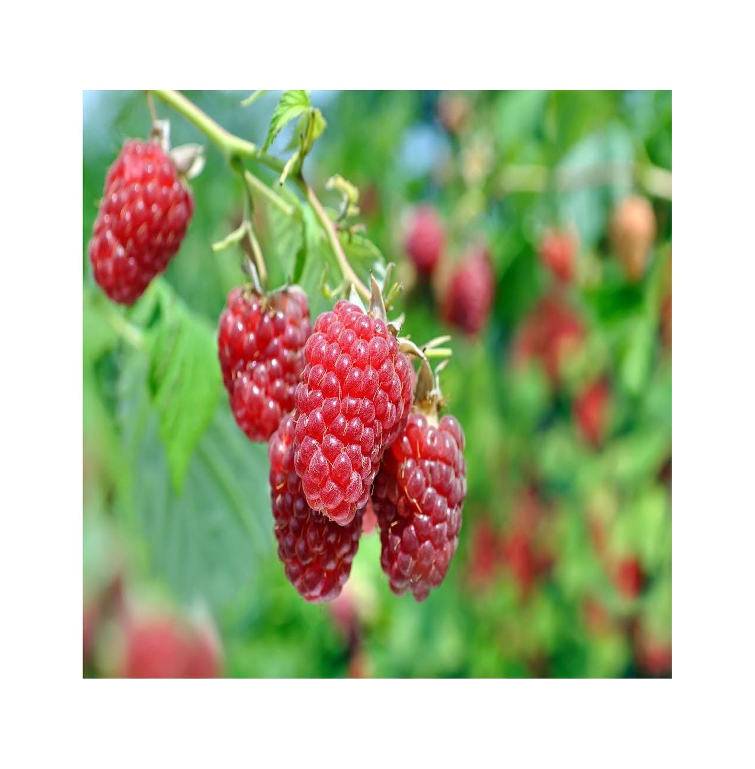 3 Raspberry Plants Fall BearingLuscious flavor (3 bare root plants) Raspberries are one of the
