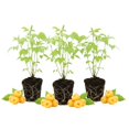 thumbnail image 1 of 3 Raspberry Plants Live, Sweet Raspberry Bush Live Plants, Well-Rooted 5-8 Inch Height, Raspberry Shrub Outdoor, No Pot (Fall Gold Raspberry), 1 of 6