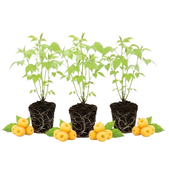 3 Raspberry Plants Live, Sweet Raspberry Bush Live Plants, Well-Rooted 5-8 Inch Height, Raspberry Shrub Outdoor, No Pot (Fall Gold Raspberry)