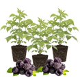 thumbnail image 1 of 3 Raspberry Plants Live, Sweet Raspberry Bush Live Plants, Well-Rooted 5-8 Inch Height, Raspberry Shrub Outdoor, No Pot (Glencoe Raspberry), 1 of 6