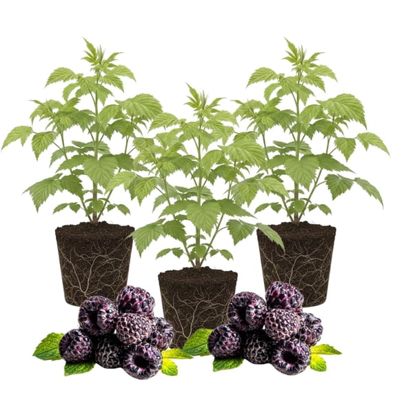 3 Raspberry Plants Live, Sweet Raspberry Bush Live Plants, Well-Rooted 5-8 Inch Height, Raspberry Shrub Outdoor, No Pot (Glencoe Raspberry)
