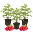 thumbnail image 1 of 3 Raspberry Plants Live, Sweet Raspberry Bush Live Plants, Well-Rooted 5-8 Inch Height, Raspberry Shrub Outdoor, No Pot (Red Raspberry), 1 of 6