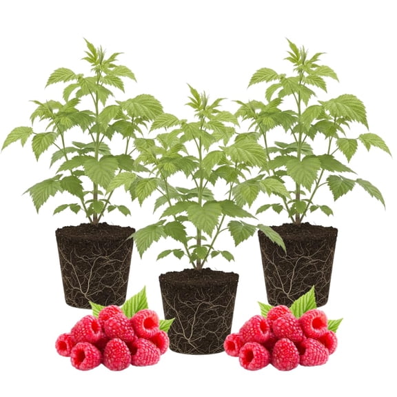 3 Raspberry Plants Live, Sweet Raspberry Bush Live Plants, Well-Rooted 5-8 Inch Height, Raspberry Shrub Outdoor, No Pot (Red Raspberry)