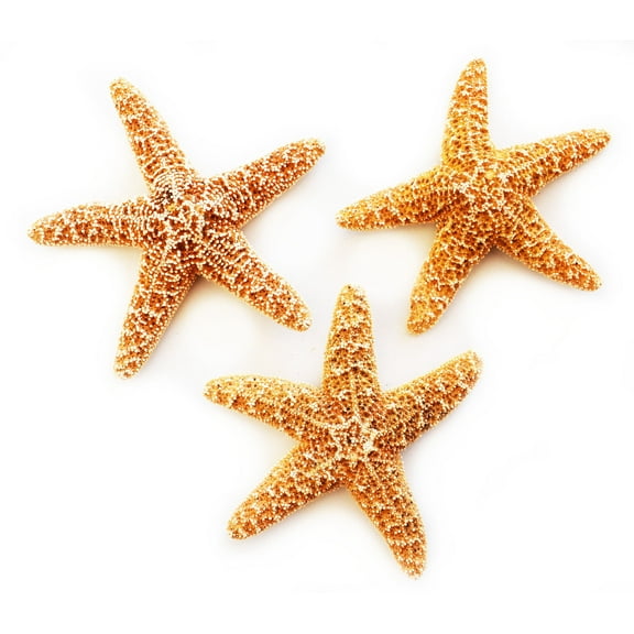 3 Real Dried Small Sugar Starfish (3-4" / 78-102 mm) Beach Arts and Crafts, Coastal Cottage and Nautical Home Decor, Beach Weddings