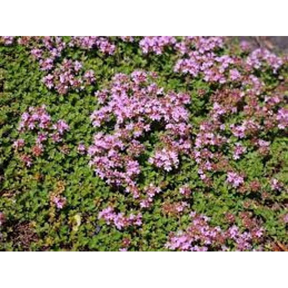 3 Red Creeping Thyme Plants- Thyme Coccineus- One Plant Per 3.5" Pot