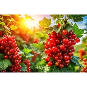 3 Red Currant Live Bare Root Plants (Ribes rubrum) | Dormant & Ready to Plant | Hardy Fruiting Berry Bushes | Cold Hardy Edible Landscape Shrubs | Freshly Dug Nursery Stock