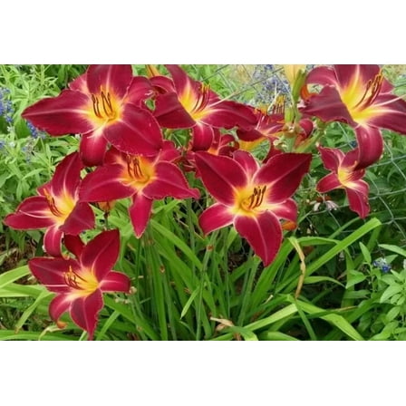 3 Red Daylily Fans/Bareroot Plants for Planting - Red Daylily Flower Plant - Ornamental Plant for Outdoor Garden