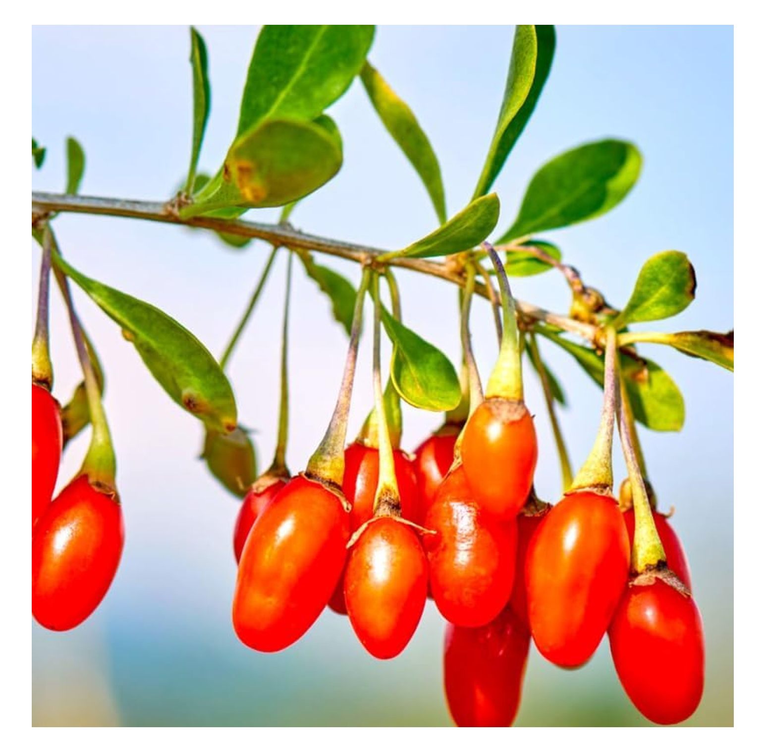 3 Red Goji Berry Plants Live 4 to 8 Inch Tall, Sweet Goji Berry Trees