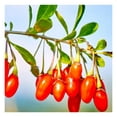 3 Red Goji Berry Plants Live 4 to 8 Inch Tall, Sweet Goji Berry Trees