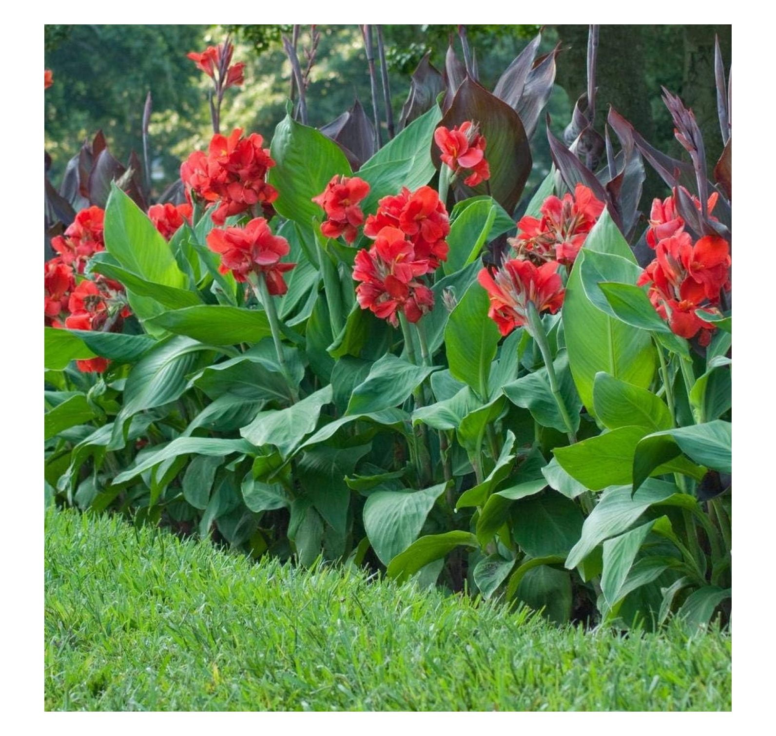 3 Red King Humbert Tall Canna Bulbs for Planting Cannas Lily Rhizomes