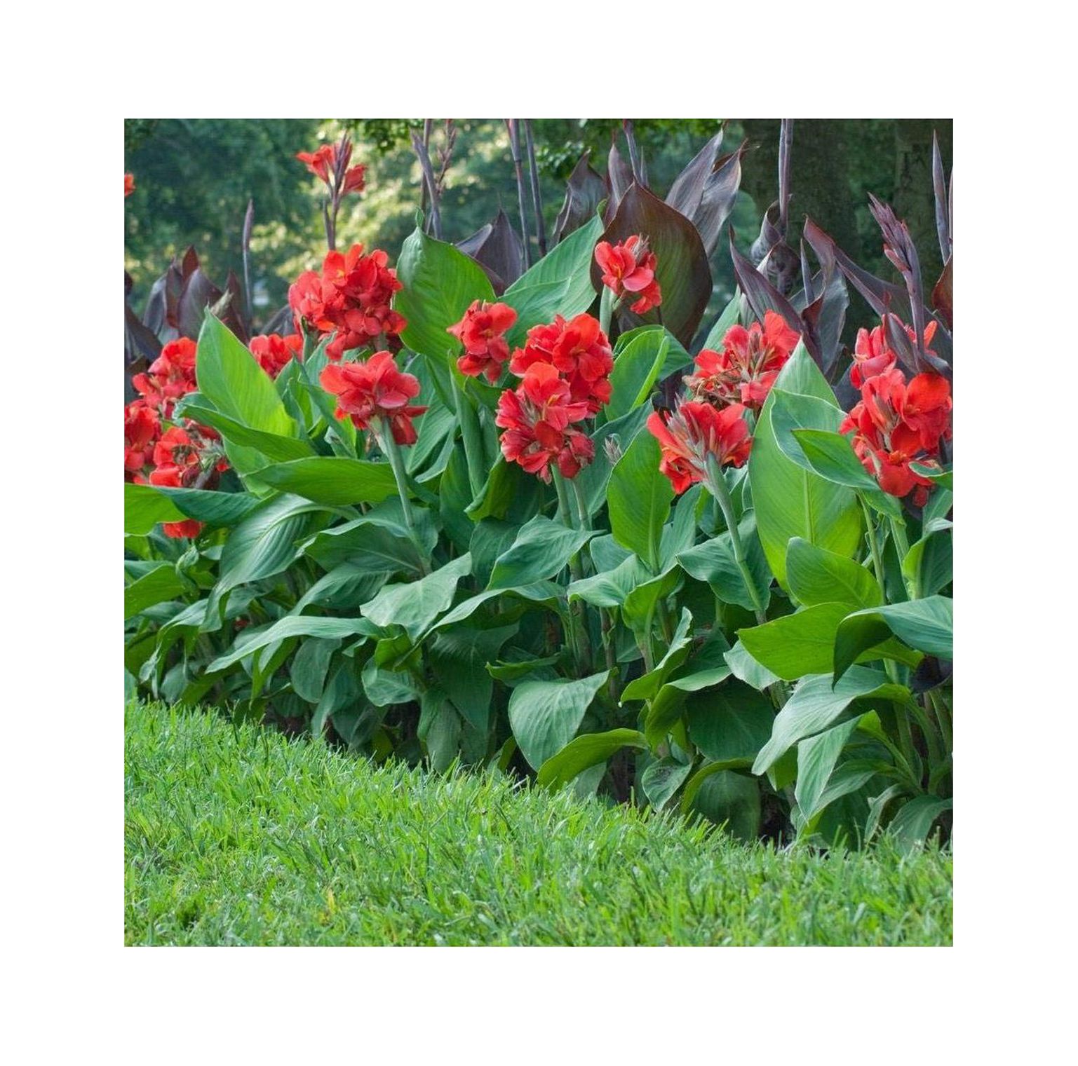 3 Red King Humbert Tall Canna Bulbs for Planting Cannas Lily Rhizomes