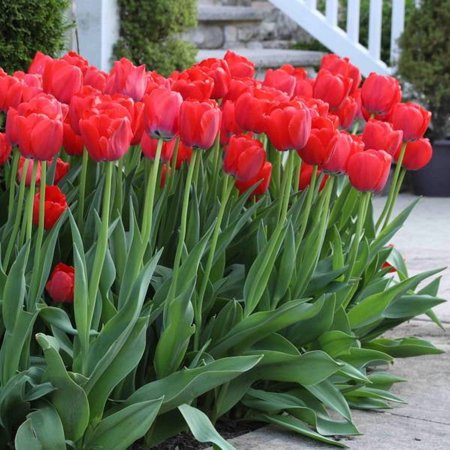 3 Red Van Eijk Tulip Bulbs by Greenhouse PCA - Fall Planting, Full Sun, Great for Beds, Borders & Cut Flowers