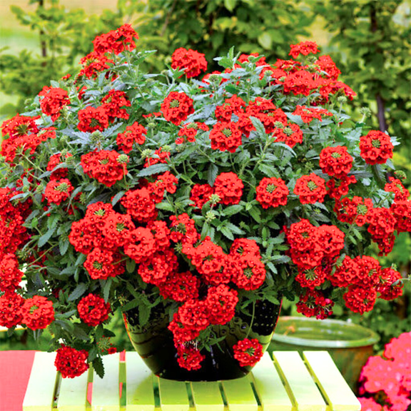 3 Red Verbena Plants Live, Hardy Perennial Flower, 4-8 Inches Tall, Outdoor Garden Plant