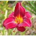 thumbnail image 1 of 3 Red Volunteer Daylilies...in 3.5 inch pots, 1 of 3