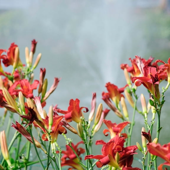 3 Red Volunteer Daylily Plants, Fragrant Daylily Flower Plants, Hardy Perennial Blooms, Daylily Bare Root