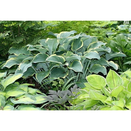 3 Regal splendor Hosta Bareroot