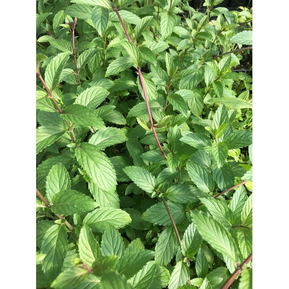 3 Ricola Mint Plant Herb - Hardy Perennial - 4" Pot