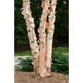 thumbnail image 1 of 3 River Birch Trees for Planting | Live Tree Seedlings (3 Pack of Trees), 1 of 1