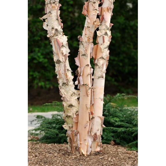 3 River Birch Trees for Planting | Live Tree Seedlings (3 Pack of Trees)