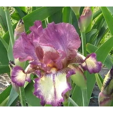 3 Rock Star Reblooming Bearded Iris - Iris Germanica Bareroot
