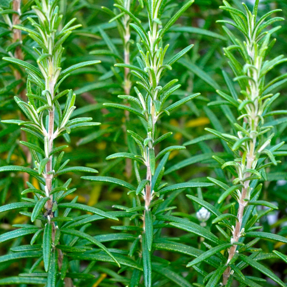 3 Rosemary Plants Live For Planting, 3 to 5 Inches Tall, Live Rosemary Herb Plants Indoor Outdoor Home Garden