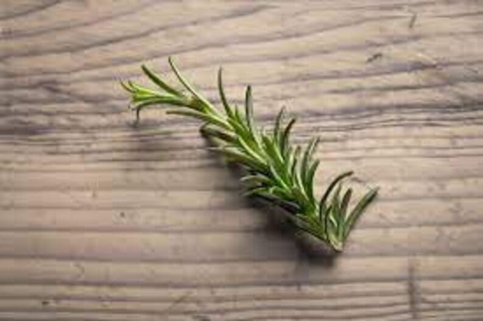 3 Rosemary Plants "Majorca Pink" in 4 inch cups
