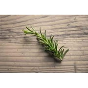 3 Rosemary Plants "Majorca Pink" in 4 inch cups