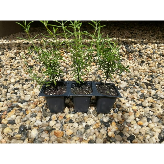 3 Creeping Rosemary Plants, Rosmarinus Officinalis 'Prostratus', Thriving in 2.5" Nursery Cubes