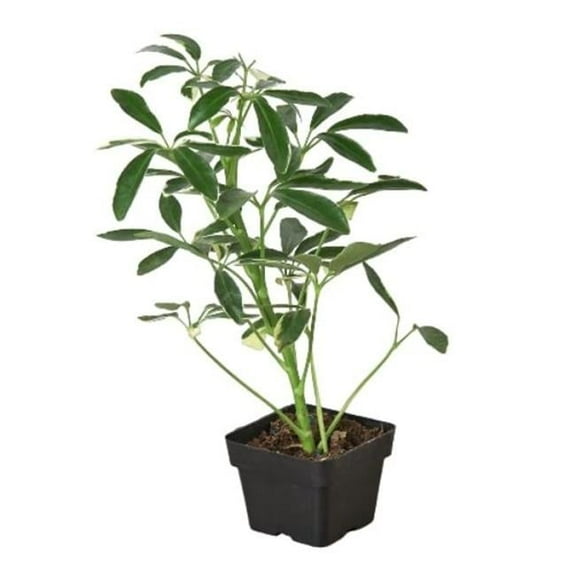3-SCHEFFLERA-MOONDROP Schefflera Moonlight Umbrella Plant, 3 in.