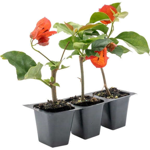 3 San Diego Red Bougainvillea, Live Plants – Fast-Growing Tropical Vine, Thriving in 2.5" Nursery Cubes
