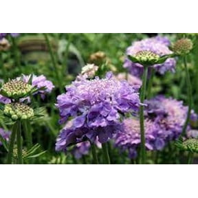 3 Scabiosa 'Butterfly Blue' Pincushion Flower in a 3.5" Pot-Beautiful, Unique Pollinator