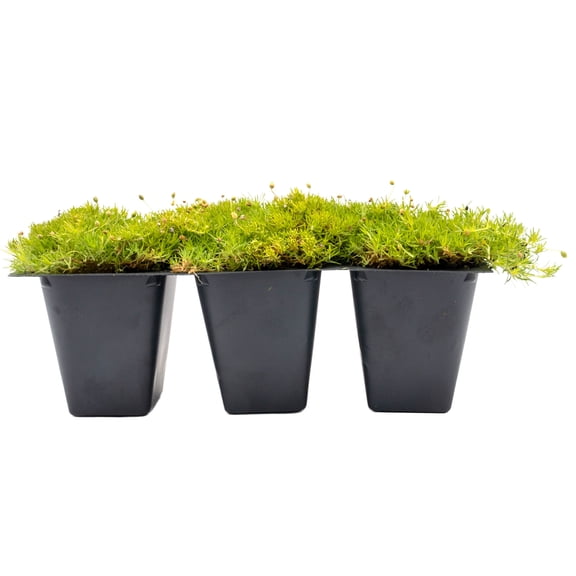 3 Scottish Moss – Soft Golden Evergreen Groundcover for Rock Gardens, Pathways & Containers (Sagina subulata ‘Aurea’) in 2.5″ Cubes, Live Plants