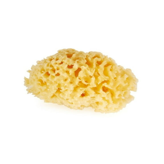 3" Sea Sponge