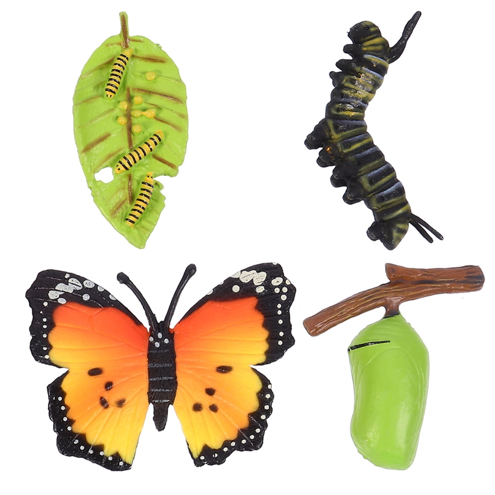 3 Sets Realistic Insect Growth Models Butterflies Display Cognitive ...