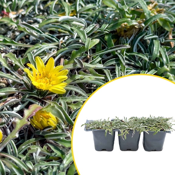 3 Silver Carpet, Live Plants in 2.5" Cubes (Dymondia margaretae) Flowering Evergreen Groundcover with Dense Silvery Carpet-like Foliage and Yellow Blooms for Borders, Gardens & Landscaping