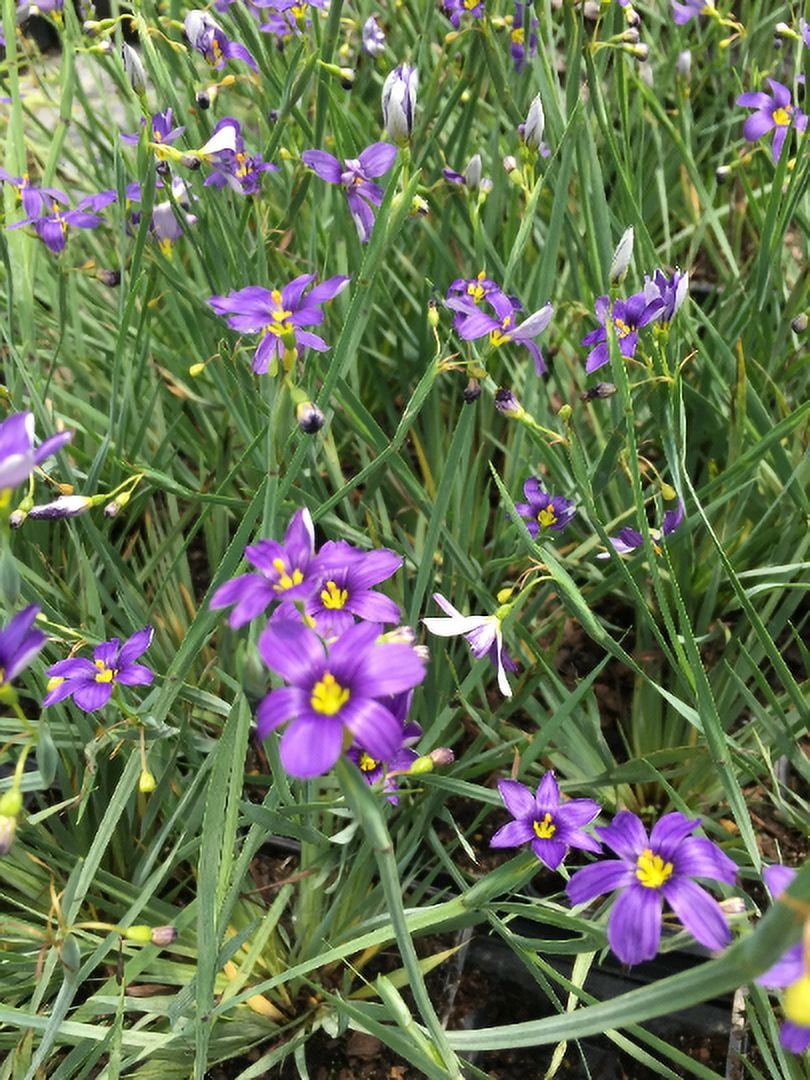 3 Sisyrinchium angustifolium 'Lucerne' Blue-Eyed Grass Live Plant in 3.5" Pots
