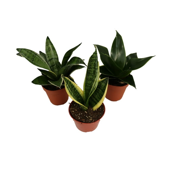 3 Snake Plant - Sansevieria Assorted Variety from California Tropicals