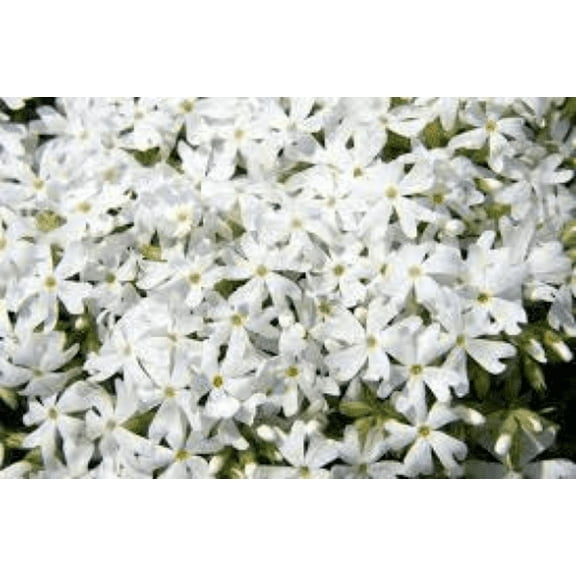 3 Snowflake Phlox Subulata 3.5" pots- Deer Resistant!! Attracts butterflies, hummingbirds