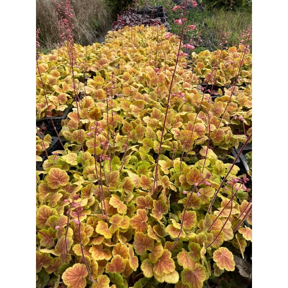3 Solar Eclipse Heucherella in 3 inch Size Plugs/Coral Bells---Plugs removed from tray, and stretch wrapped for transit