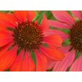 thumbnail image 1 of 3 Sombrero Salsa Red Cone Flower/ Echinacea in 4 Inch Pots, 1 of 2