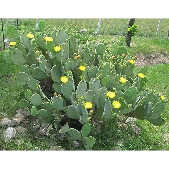 3 Spineless Thornless Prickly Pear Nopales Opuntia Ellisia Cactus Pads - Edible