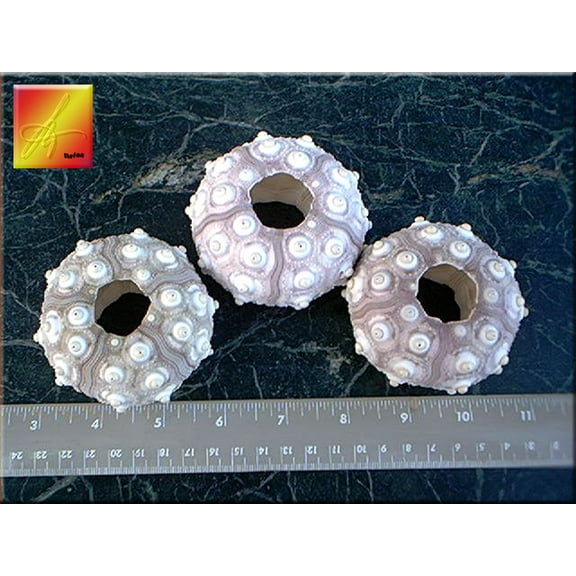 3 Sputnik Sea Urchin Shells 2 1/2" Beach Crafts Ocean Arts Coastal Nautical Decor Air Plant Holders