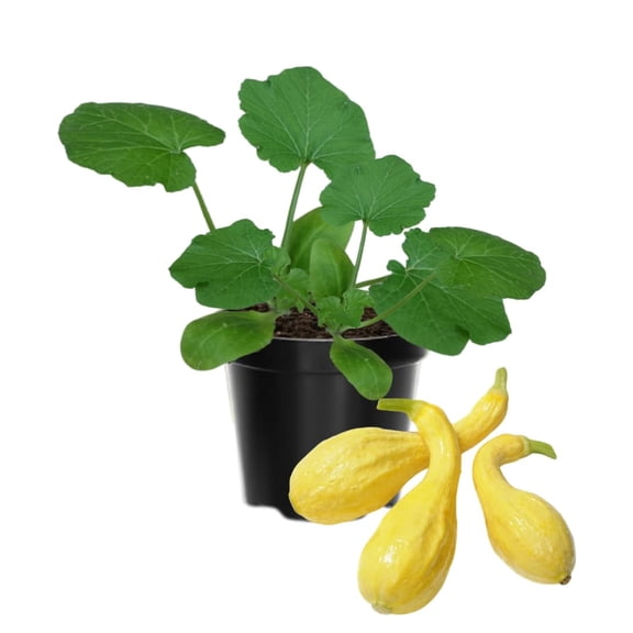 Set 2 Squash Plants Live, Yellow Squash Plant, 4 to 6 Inc Tall Vegetable Plant Pot Starter Plant