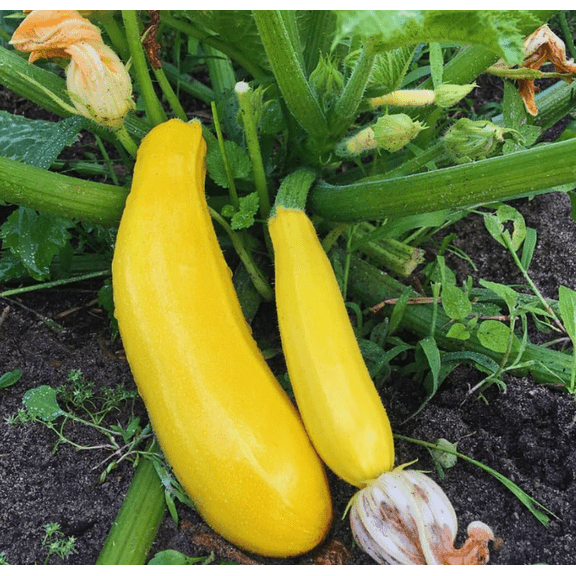 3 Squash Plants Live, Yellow Squash Plant, 4 to 6 Inc Tall Vegetable Plant Pot Starter Plant