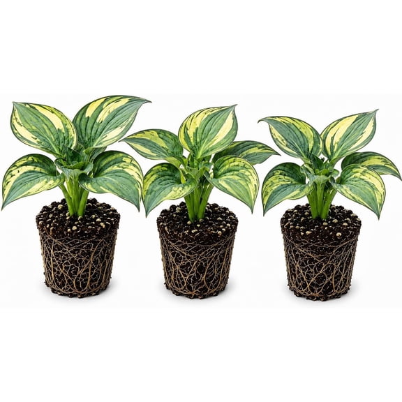 3 Stained Glass Hosta Live Plants | Gold Green Variegated Shade Perennial