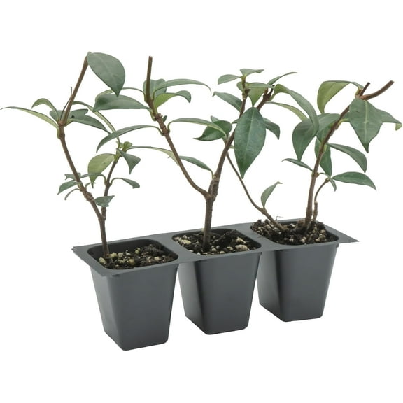 3 Star Jasmine, Live Plants, 3-Pack, Fragrant Climbing Vine, 2.5" Nursery Cubes (Trachelospermum Jasminoides)