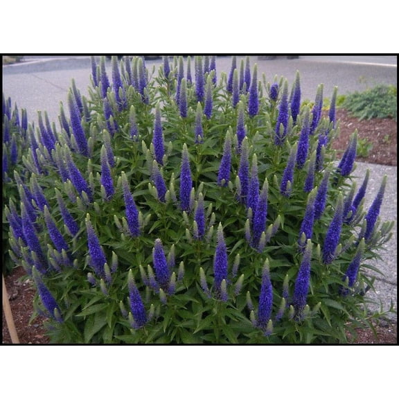 3 Sun Veronica ROYAL CANDLES blue flowers perennial 3.5" pots- Deer Resistant!! Attracts butterflies, hummingbirds