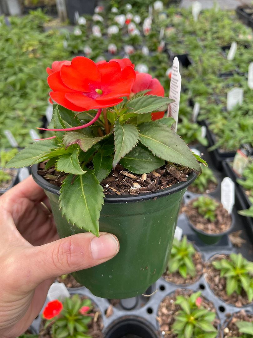 3 SunPatiens Orange in a 4 inch pot Deer Resistant!! Attracts
